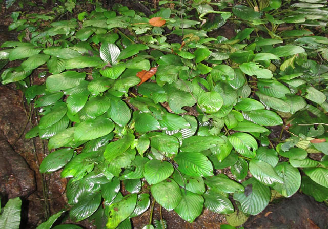 "Của[-]hiếm[-]núi[-]rừng":[-]Đẹp[-]như[-]loài[-]hoa[-]sống[-]trên[-]đá